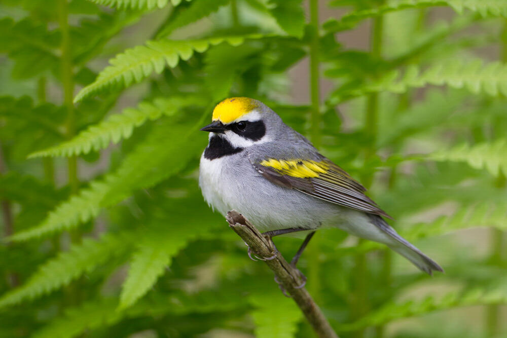 Golden-winged Warbler Golden-winged Warbler