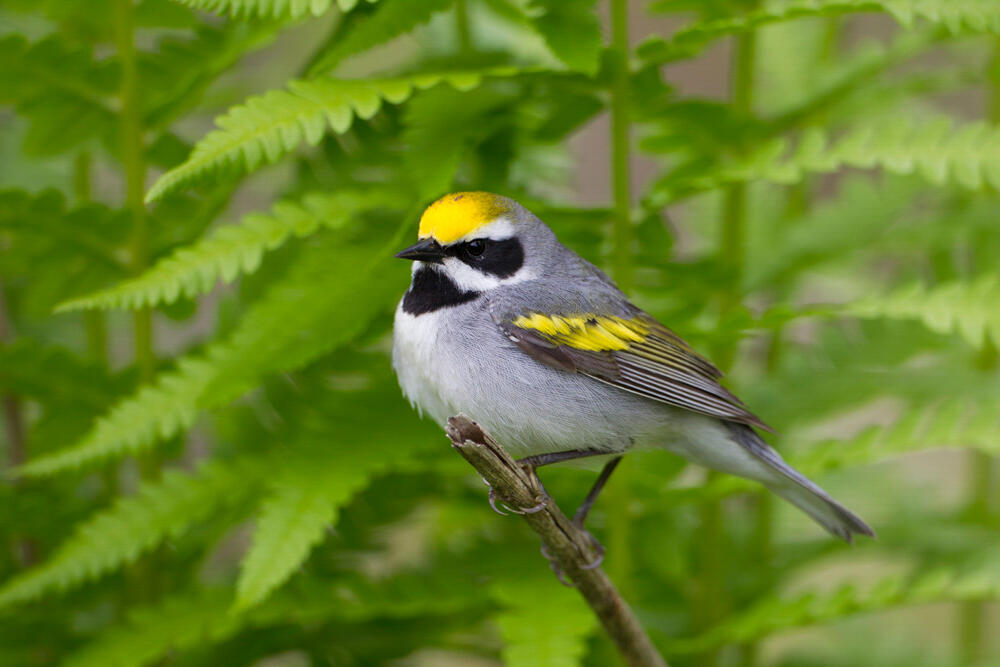 Golden-winged Warbler