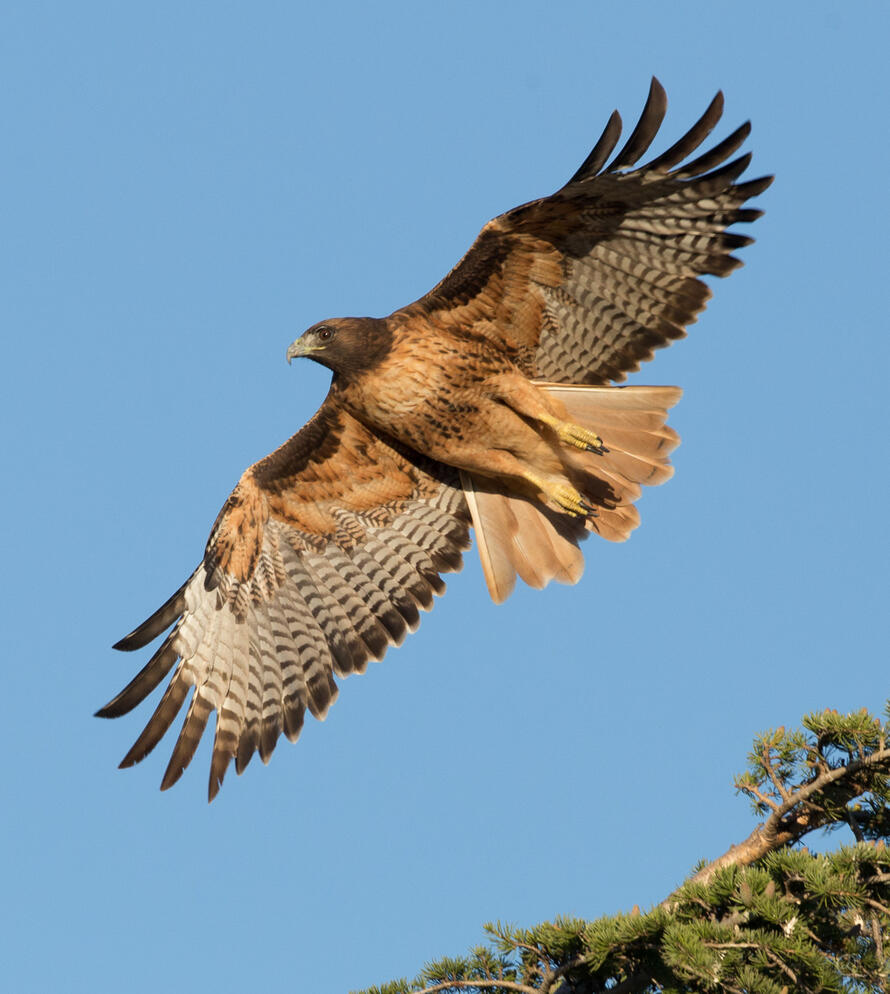 History of Pennsylvania Hawk Watching | Audubon Pennsylvania