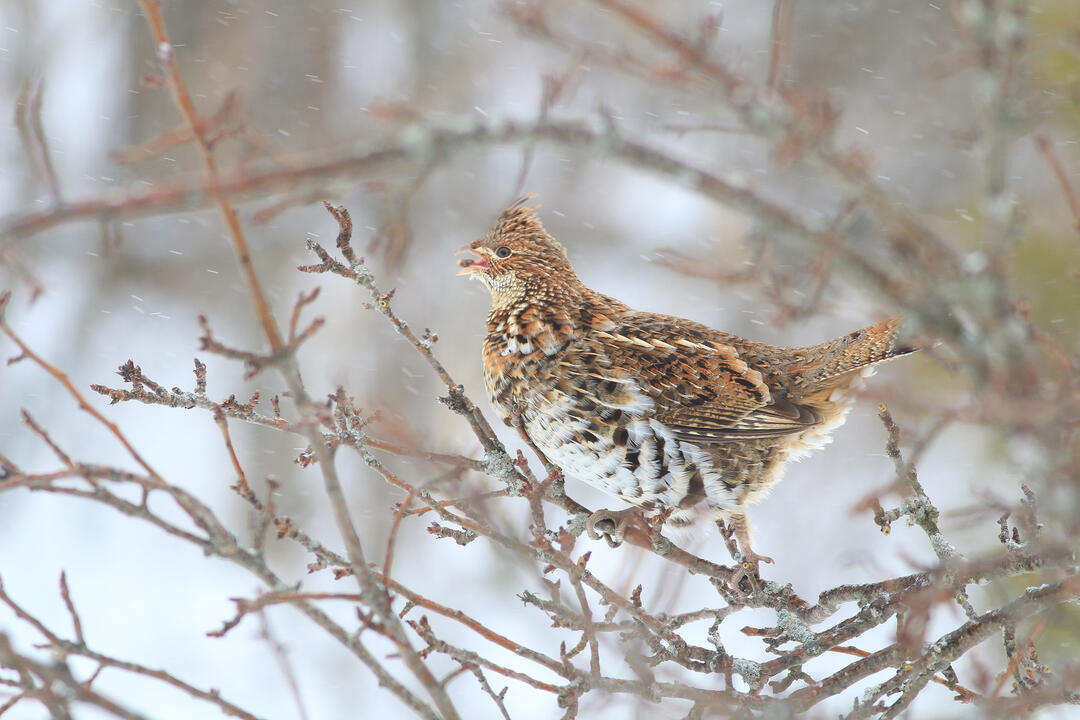 Profile picture of a Ruffed Grouse perched on a branch in the snow. 