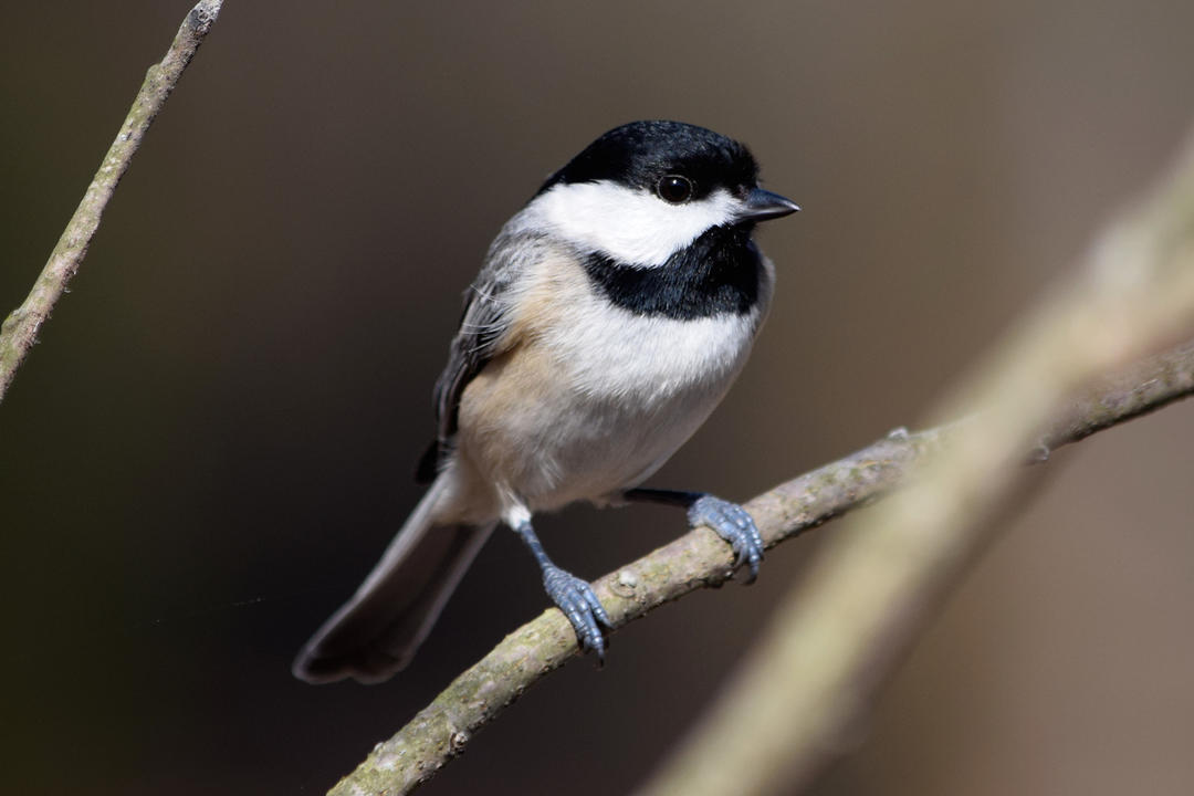 Disease Impacting Local Bird Populations | Audubon Pennsylvania